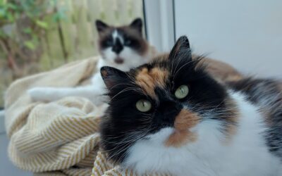 Increases in Cattery Rates 2024