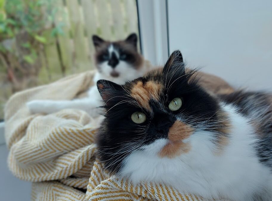 Increases in Cattery Rates 2024